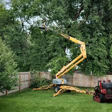 Best Tree Maintenance Programs  in , TN