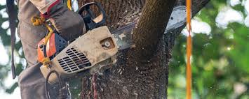 Best Fruit Tree Pruning  in , TN