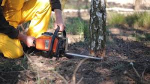 Best Hazardous Tree Removal  in , TN
