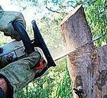 Best Stump Grinding and Removal  in , TN