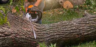Best Tree Removal  in , TN