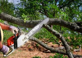 Best Tree Mulching  in , TN