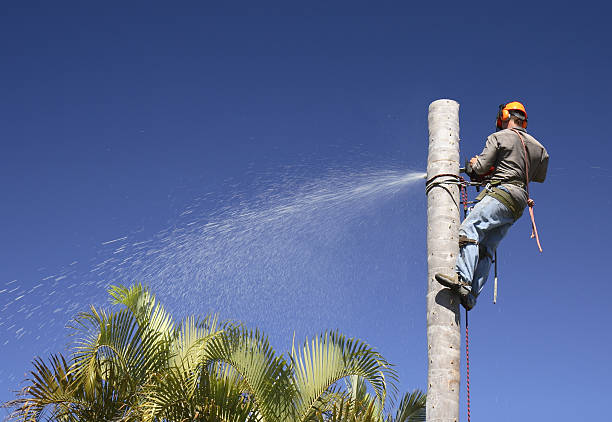 Best Emergency Tree Removal  in , TN