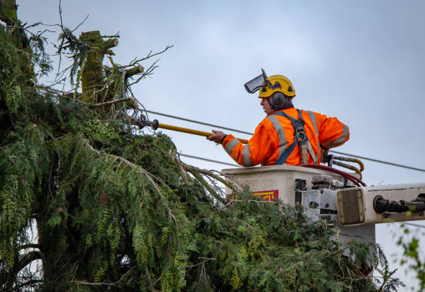  , TN Tree Care Pros