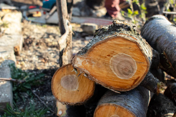 Best Tree Fertilization  in , TN