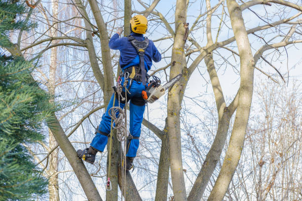 Best Commercial Tree Services  in , TN