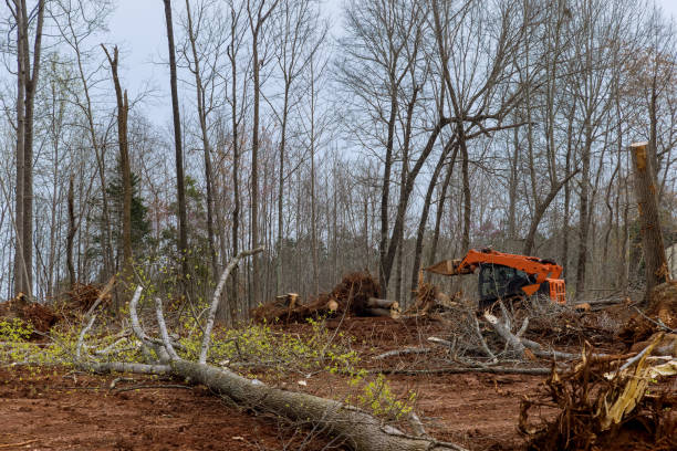 Best Tree Disease Treatment  in , TN