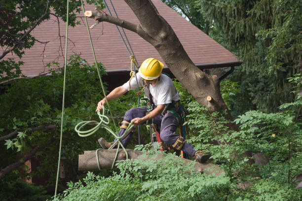 Best Tree Cabling and Bracing  in , TN
