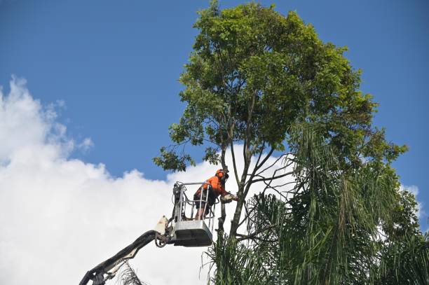 Best Utility Line Clearance  in , TN