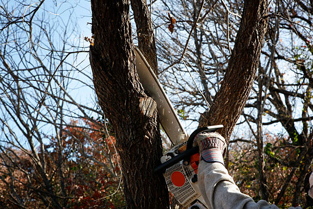 Best Seasonal Cleanup (Spring/Fall)  in , TN