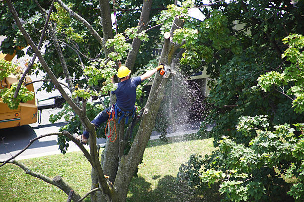 Best Aeration Services  in , TN