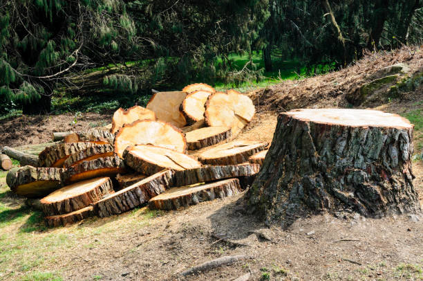 Best Tree Trimming and Pruning  in , TN